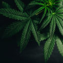 Cannabis Use May Be Associated With Suicidality in Young Adults