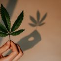 Maryland and Missouri Legalize Recreational Marijuana